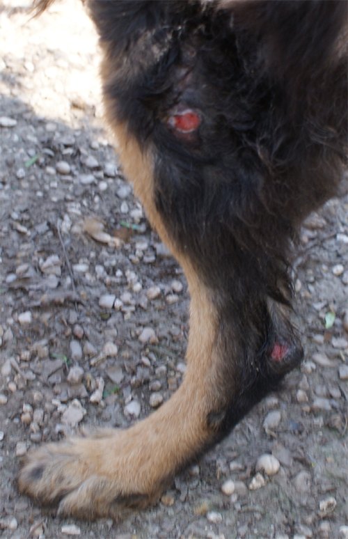 lupo_riccio_28.03.2012_n._2.jpg
