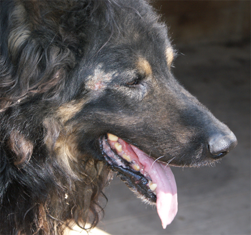 lupo_riccio_28.03.2012_n._9.jpg