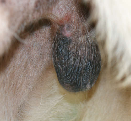 nebbia_11.10.2012_n._3.jpg