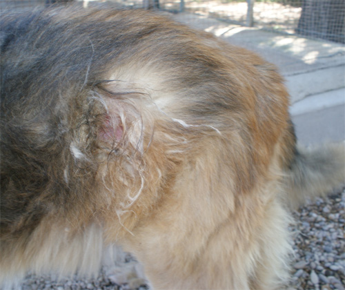 orso_18.06.2012_n._1.jpg