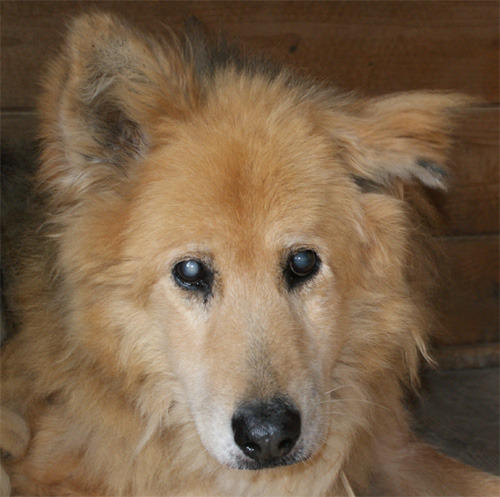 orso_6.11.2012_n._5.jpg
