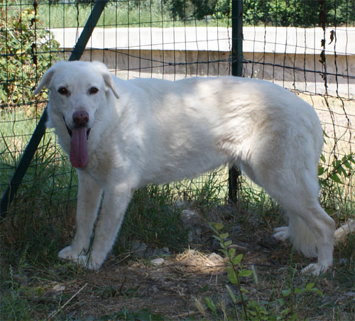 perla_8.07.2011_n._2.jpg