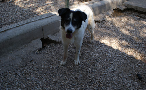 picchio_28.08.2012_n._1.jpg