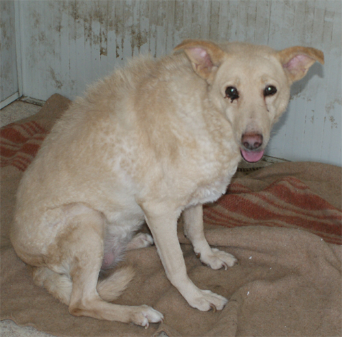 principessa_1.3.2012_n._1.jpg