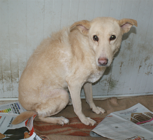 principessa_22.02.2012_n._1.jpg
