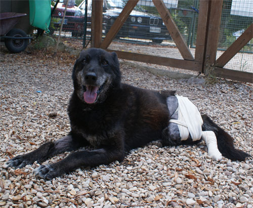 puma_nero_1.8.2010_n._4.jpg
