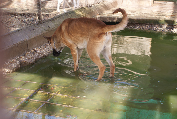 taison_recinto_allagato_n._4_19.2.10.jpg