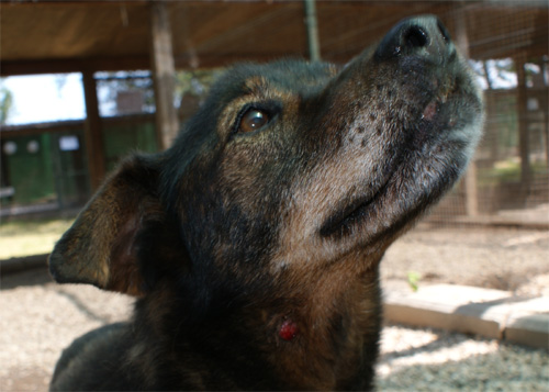 tigre_24.05.2012_n._3.jpg