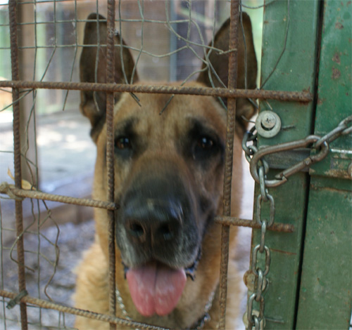 tyson_18.06.2012_n._2.jpg