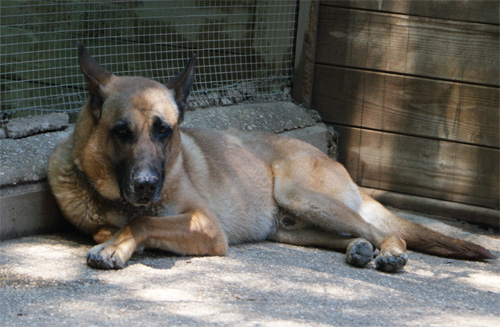 tyson_6.07.2012_n._1.jpg