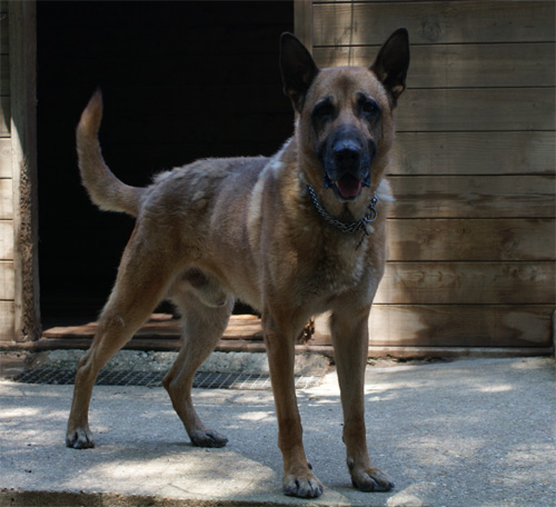 tyson_6.07.2012_n._2.jpg
