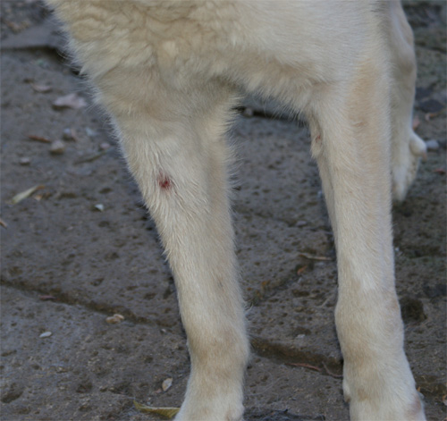 ulisse_08.08.2012_n._3.jpg