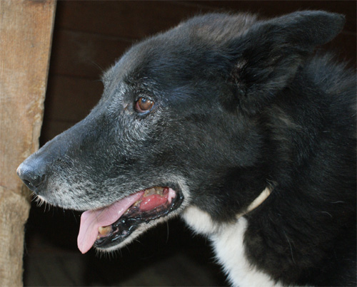 zorro_20.08.2012_n._1.jpg
