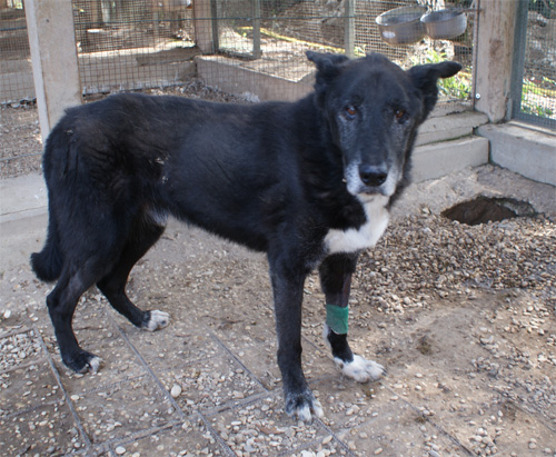 zorro_21.09.2012_n._2.jpg