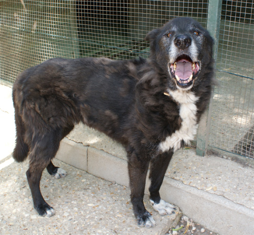 zorro_8.06.2012_n._1.jpg
